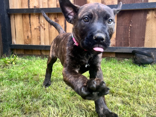 Perro de Presa Canario – Presa canario x puppies