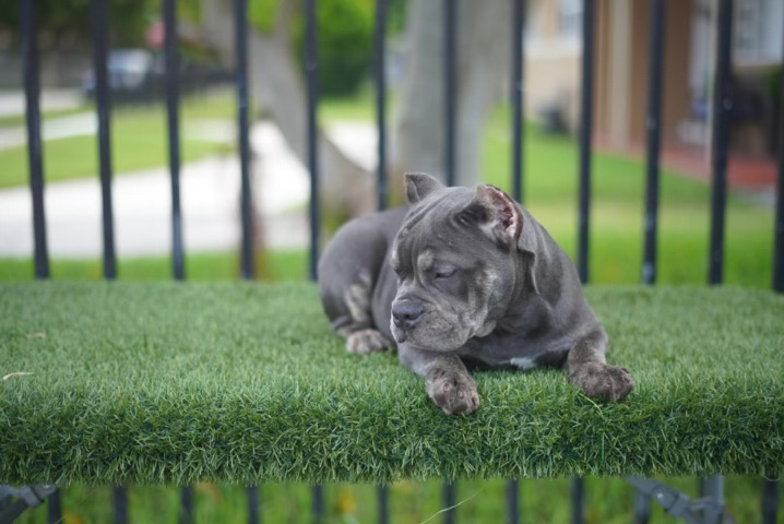Bull and Terrier – American Bully
