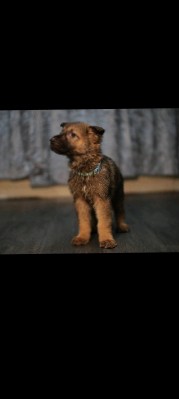 German Shepherd – German shepred X Czech Shepard pups