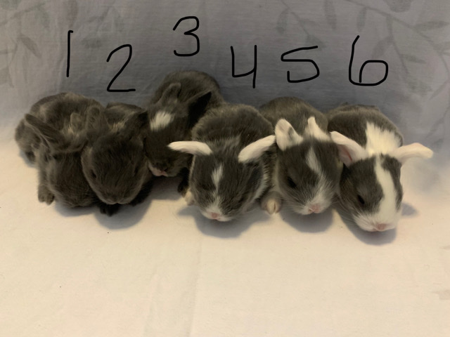 Lionhead – Lion Lop Bunnies
