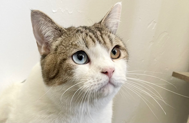 Persian (Modern) – Dominant Blue Odd Eyed Cat Minuet