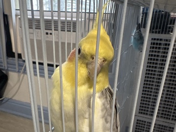 Cockatiel – Birds for sell – Los Angeles