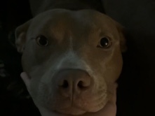 American Pit Bull Terrier – Extremely sweet male pitbull – Spring