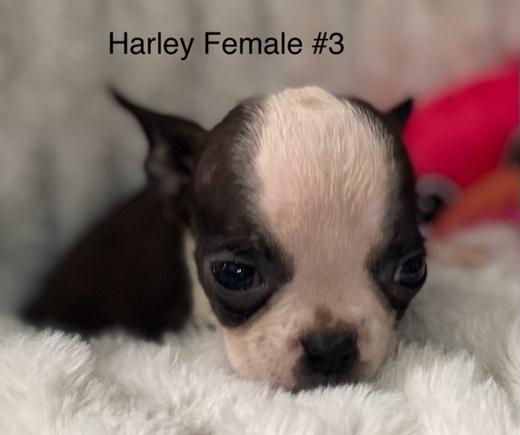 Boston Terrier – AKC Boston Terrier