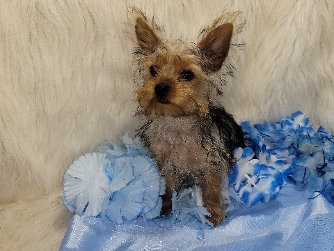 Yorkshire Terrier – Charlie – Neodesha