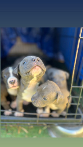 American Pit Bull Terrier – blue nose puppies