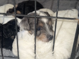 Poodle – rehoming puppies – Modesto
