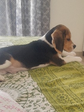 Beagle – 2 months old puppy beagle