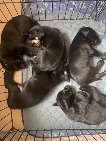 Labrador Retriever – Lab puppies