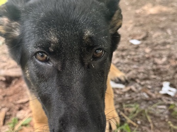 German Shepherd – German Shepherd – Clanton