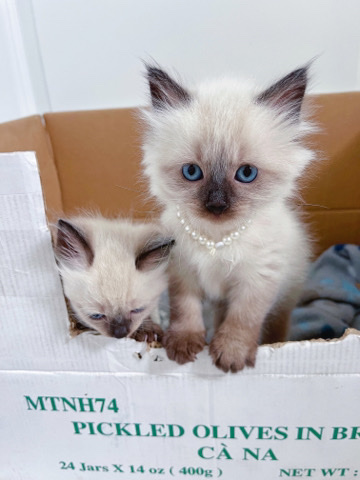 hypoallergenic Balinese kitten
