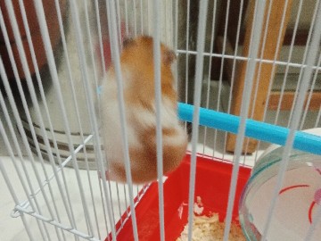 Exotic Pet  hamster for Rehoming  – 1 Month Old in Mumbai – Mumbai