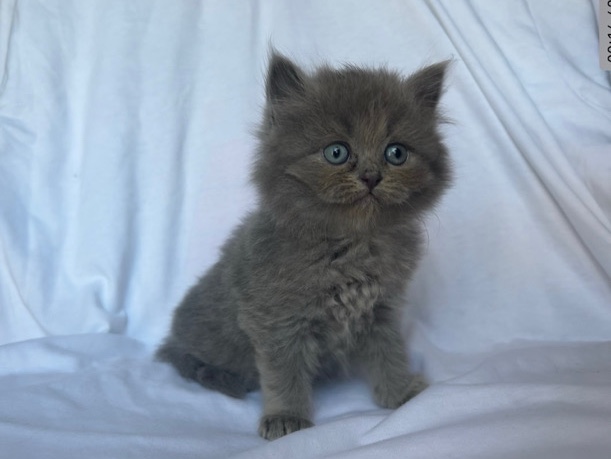 Persian (Modern) – Persian and 1/4 Ragdoll – Merritt Island
