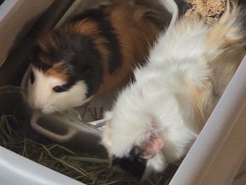 Guinea Pig – 3 guinea pigs – Palmer Township