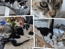 European Shorthair – 2 Katzen brauchen dringend ein liebevolles Zuhause:( – Schönheide