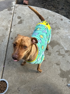 Chihuahua – 🐾 Sweet 2-Year-Old Dog Needs a Loving New Home – Meet Kit Kat! 🐶 – San Diego