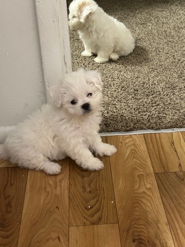 poochon puppies 1,000 for girl 900 for boy