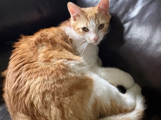 American Shorthair – Canelo needs a home – Lithia Springs