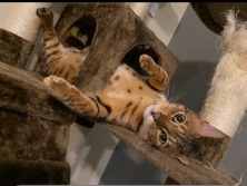 Bengal – Bengal Cat – New York