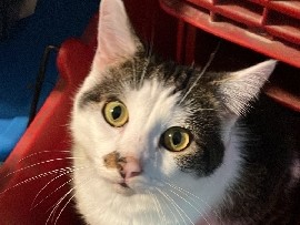 male cat – Nashville