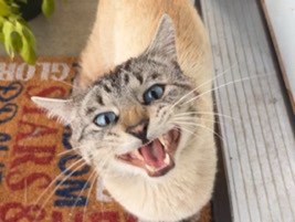 American Shorthair – Ghost, Friendly 2-Year-Old American Shorthair Cat for Sale in Columbus – Columbus