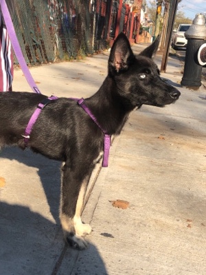 Siberian Husky – Selling 5 month old puppy