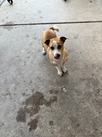 Chihuahua – free dog