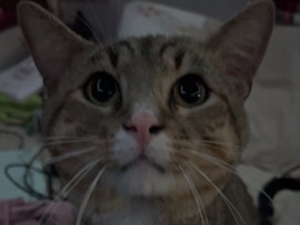 rehoming – Odessa