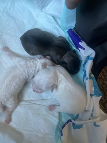 Maltese – Maltese poodle