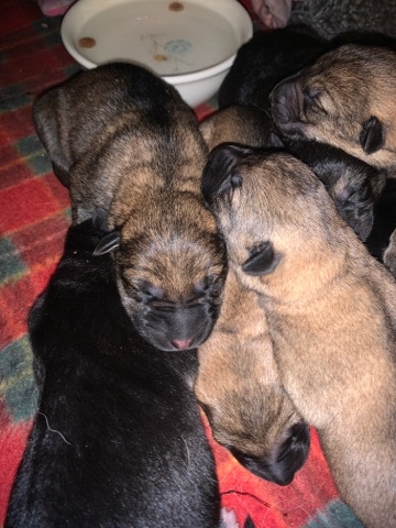 German Shepherd – Purebred German Shepherd puppies