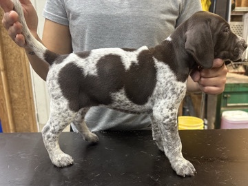 Pointer (dog breed) – German Shorthaired Pointer Puppies – Ridgefield