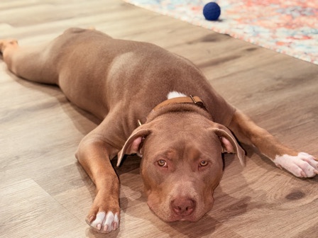 American Bulldog – Sweet, Loving XL Bully "Maple" Rehome (ONLY DOG) – Los Angeles