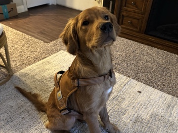 Golden Retriever Full Bred puppy