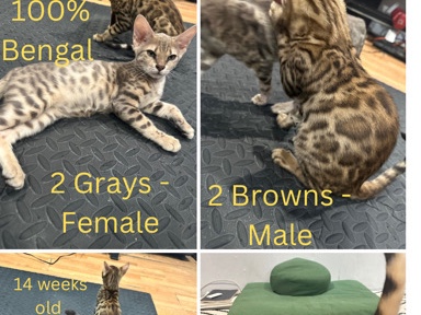Bengal – bengal kittens