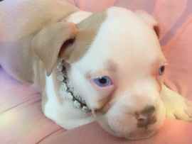 American Bulldog - bully pup looking for loving home  available for adoption in Las Vegas