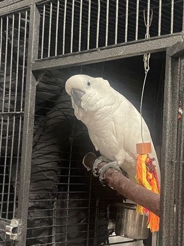 Unbrella Cockatoo 