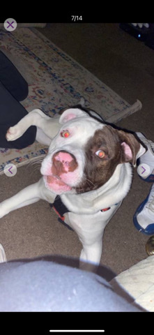 American Pit Bull Terrier – pit pull bully for sale