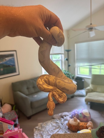 pastel banana het pied
