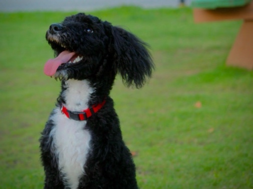 Doodle – Aussie Doodle – Jonesboro