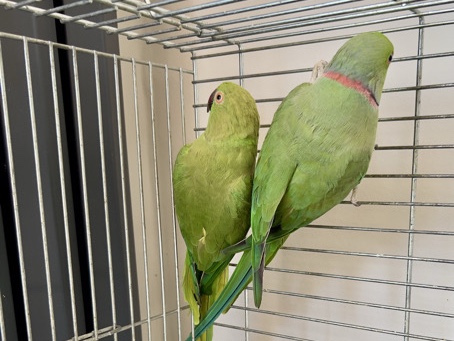 Parakeet – Proven Breeding Pair of Indian Ringneck Parakeets – Nottingham