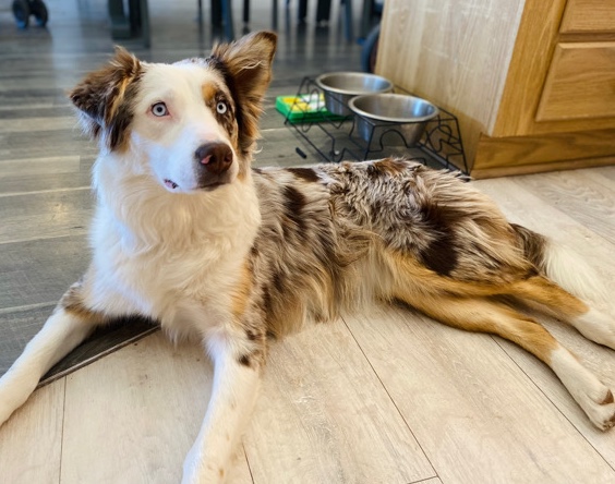 Australian Shepherd – Australian Shepherd