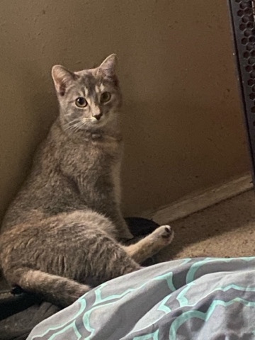 American Shorthair – rehoming my female cat