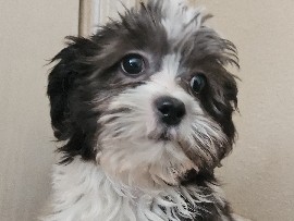 Shih Tzu – male shiapoo!