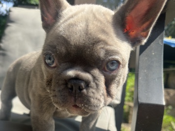 French Bulldog – French Bulldog Puppys – Winchester