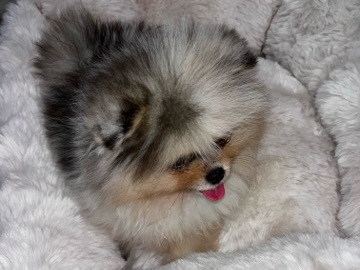 Pomeranian Puppies for Sale – Healthy & Playful