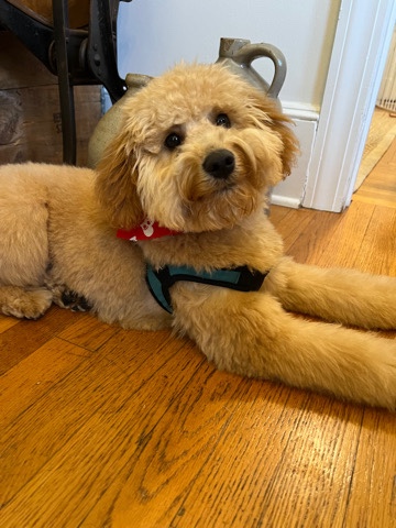 Poodle – Puppy Mini Goldendoodle