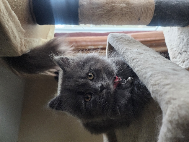 Main **** Kitten