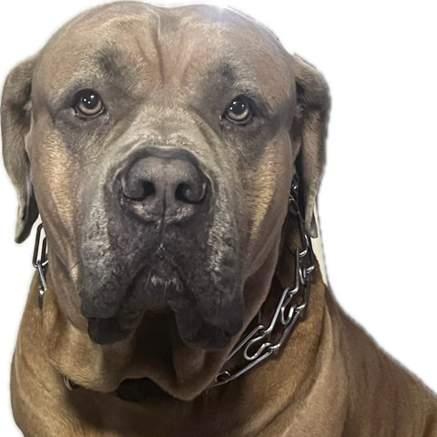 Cane Corso – Cane Corso Puppies