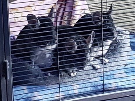 chinchilla – Chinchillas - with cage and supplies