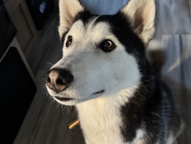 Labrador Husky – husky – Wesley Chapel
